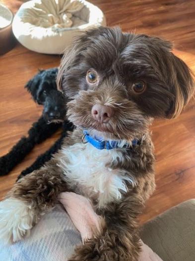 Wilson, Adoptable, Adult Male Havanese.