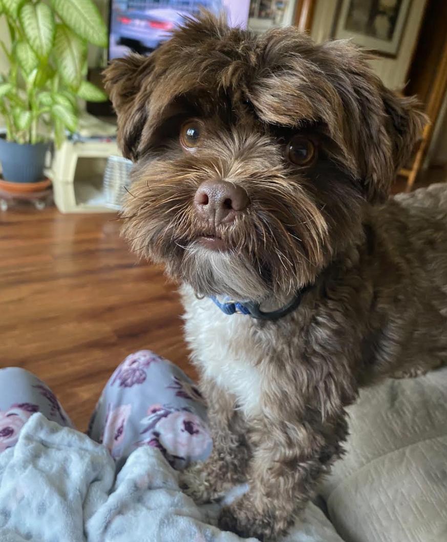 Enlarge Wilson, a Adoptable Havanese in Brooklyn Center, MN image 2/3