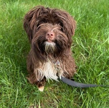 Wilson, a Adoptable Havanese in Brooklyn Center, MN image 2/3