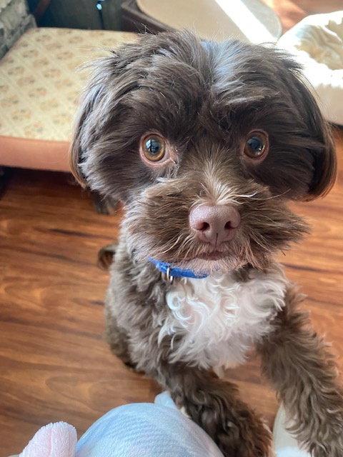Wilson, a Adoptable Havanese in Brooklyn Center, MN image 3/3