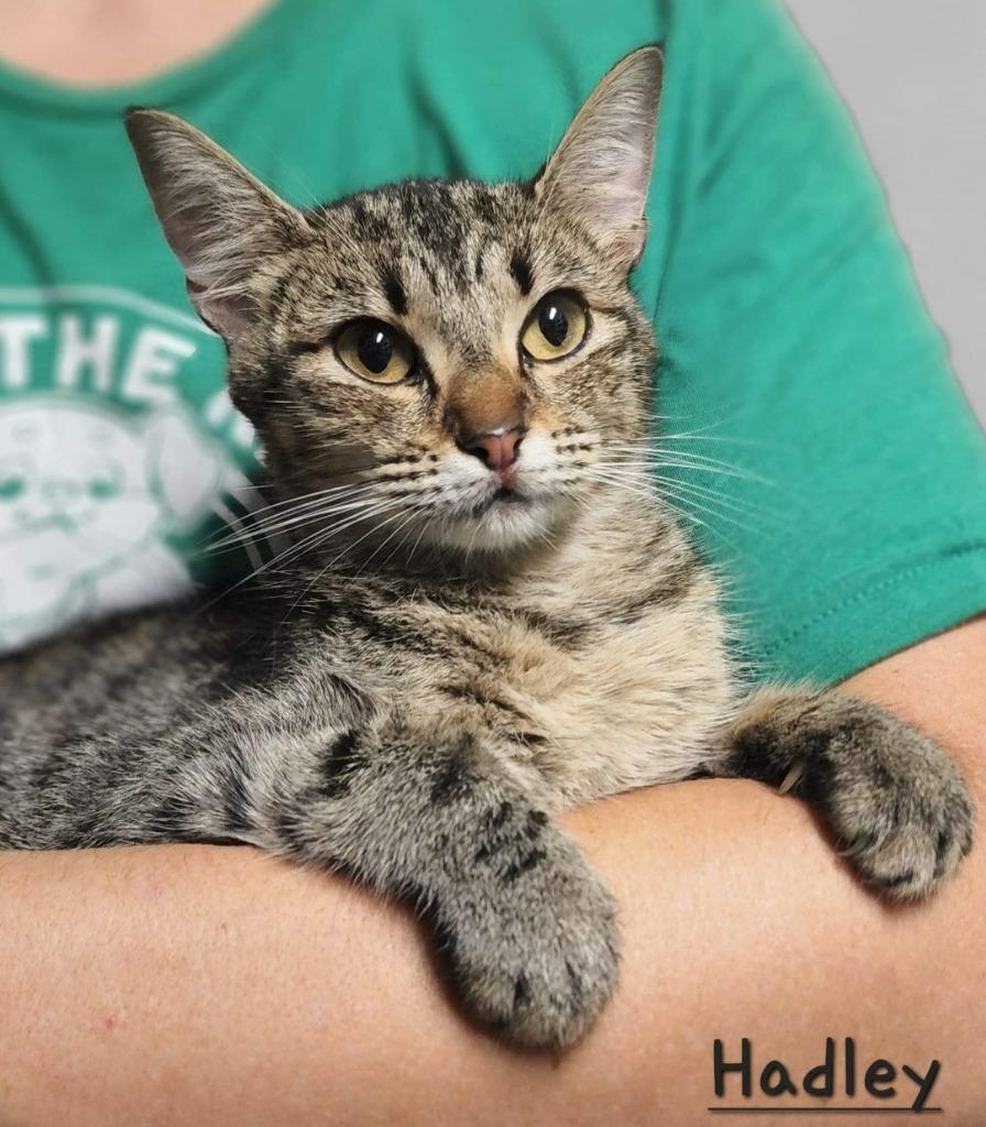Hadley, Adoptable, Adult Female Domestic Short Hair.