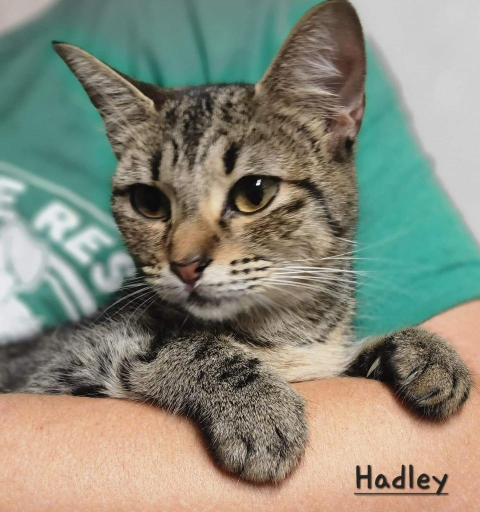 Enlarge Hadley, a Adoptable mixed breed in El Dorado, AR image 2/2