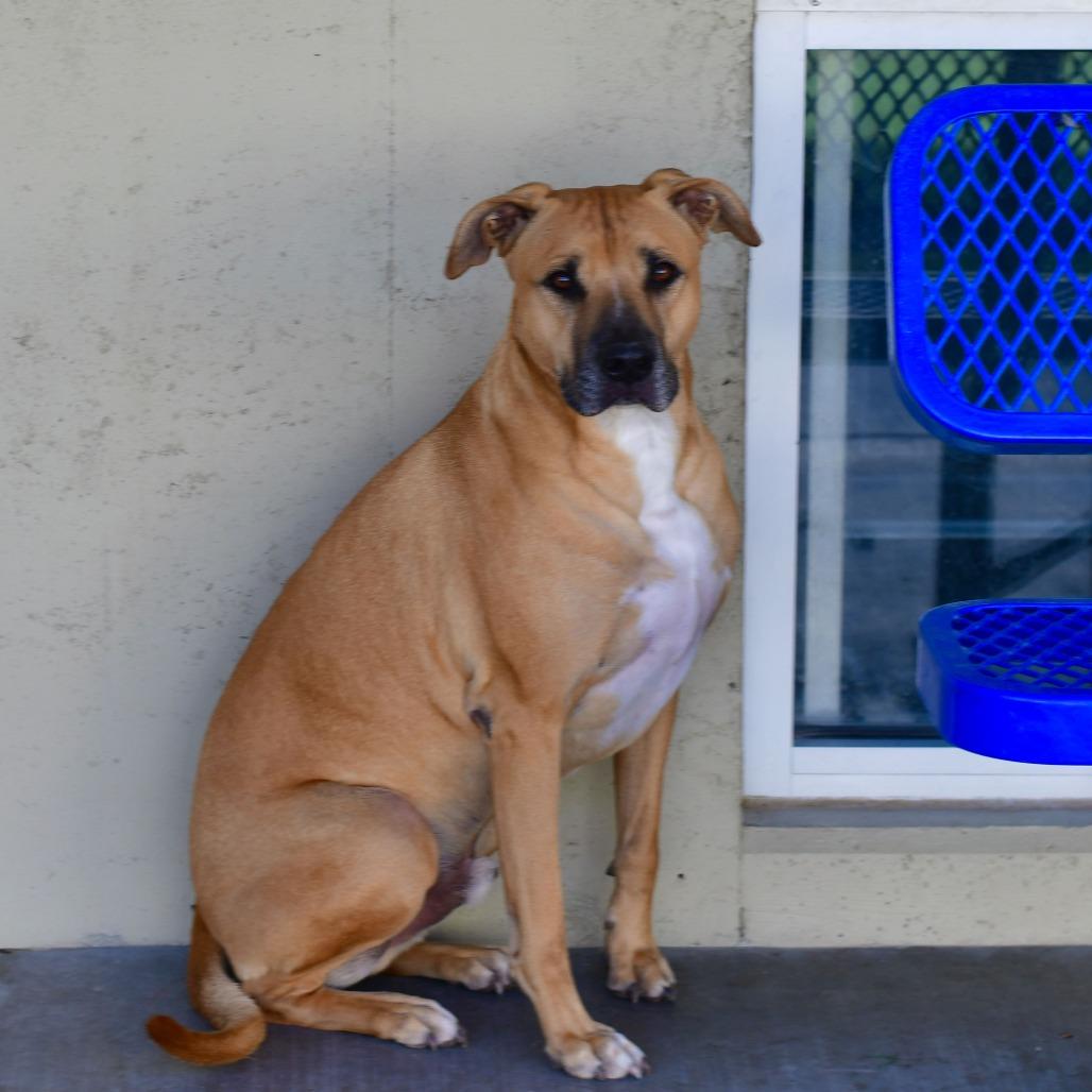 Bear, Adoptable, Adult Male Labrador Retriever & Mixed Breed.