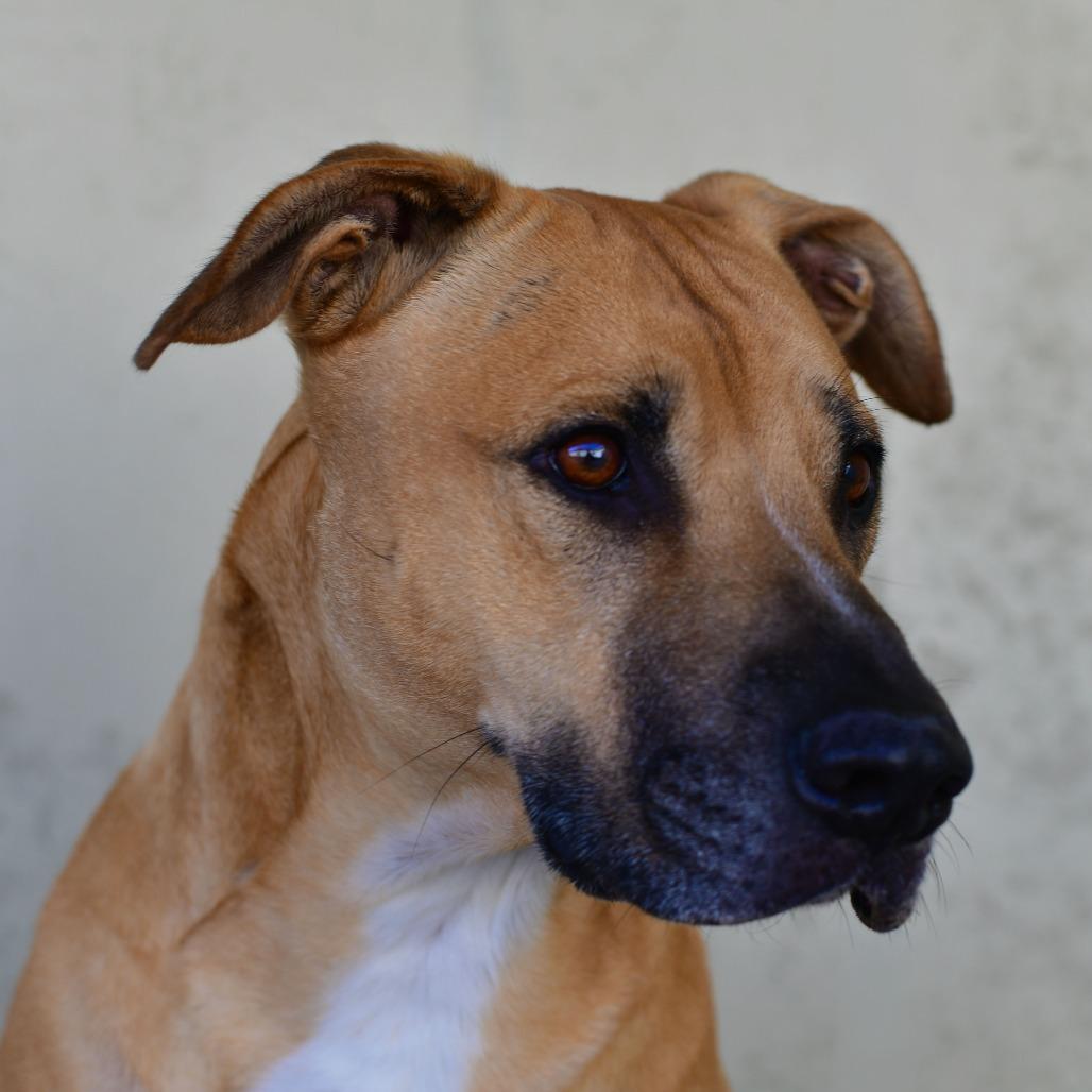 Enlarge Bear, a Adoptable mixed breed in Ottawa, KS image 2/2