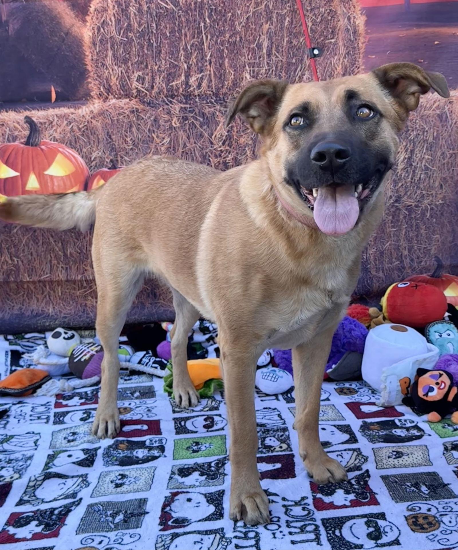 Lady, Adoptable, Adult Female Shepherd.