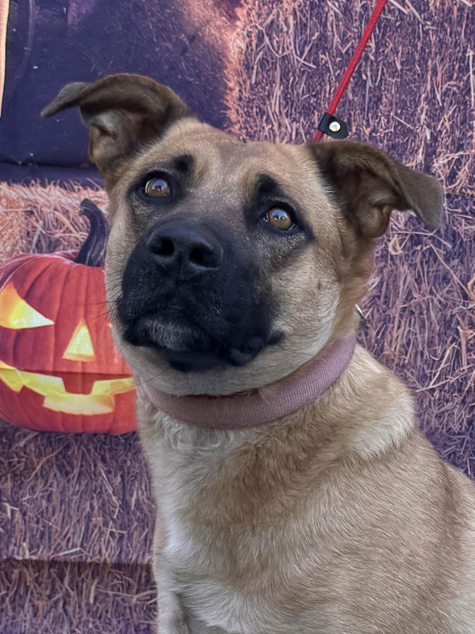 Enlarge Lady, a Adoptable Shepherd in Capistrano Beach, CA image 2/3