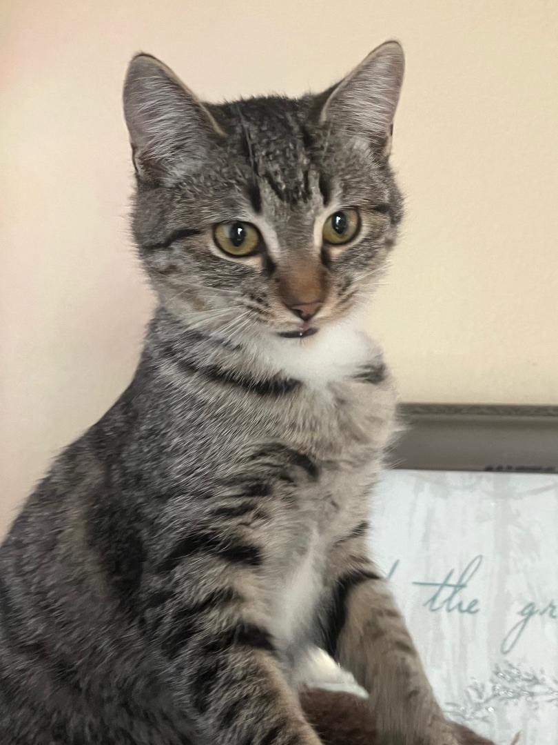 Stripes, a Adopted Domestic Short Hair in Springtown, TX image 1/6