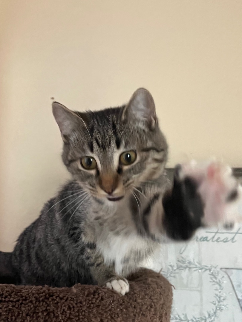 Stripes, a Adopted Domestic Short Hair in Springtown, TX image 2/6