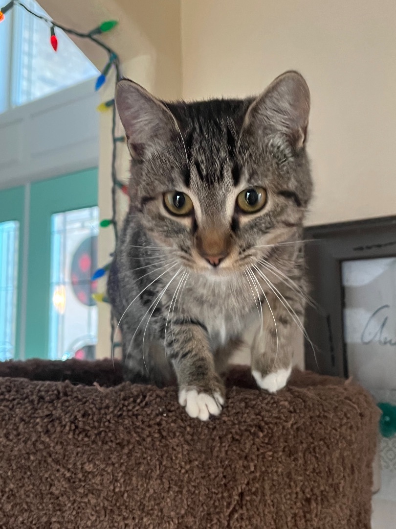Stripes, a Adopted Domestic Short Hair in Springtown, TX image 3/6