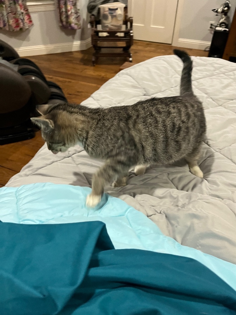 Stripes, a Adopted Domestic Short Hair in Springtown, TX image 4/6