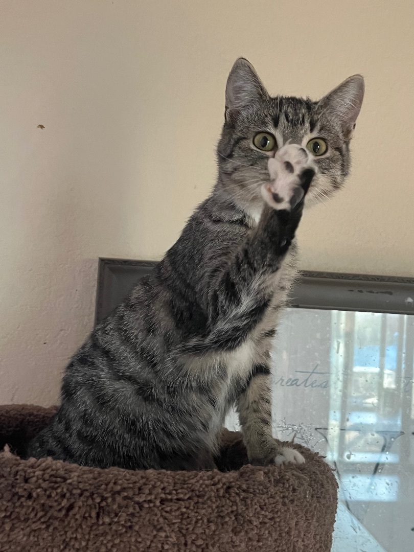 Stripes, a Adopted Domestic Short Hair in Springtown, TX image 5/6