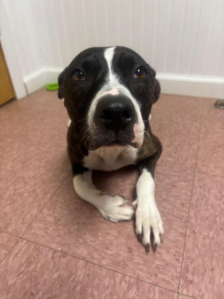 Aria, Adoptable, Adult Female Pit Bull Terrier.