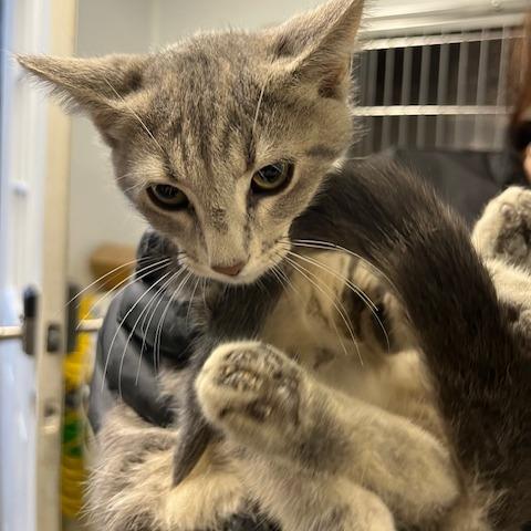 Enlarge Natasha, an adopted Domestic Short Hair in Tyner, NC image 1/2