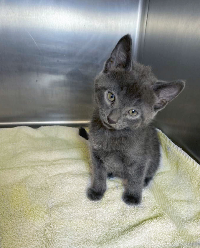 Cat for adoption Jason, a Domestic Short Hair Mix in Sherwood, AR