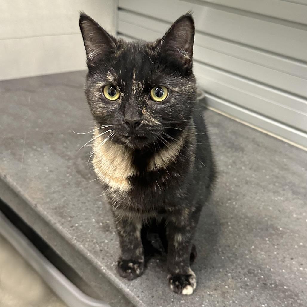 Echo, Adoptable, Young Female Domestic Short Hair.