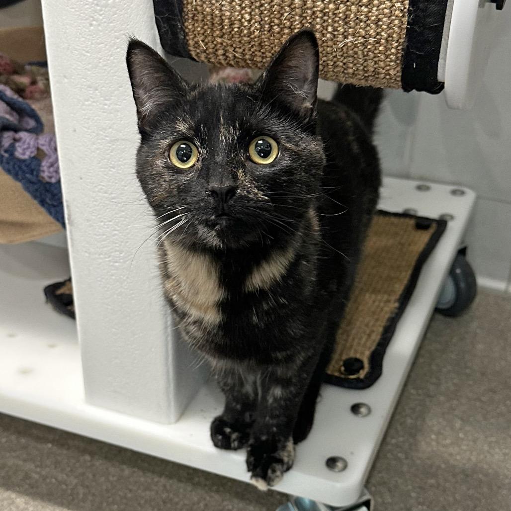 Enlarge Echo, a Adoptable Domestic Short Hair in Hailey, ID image 2/6