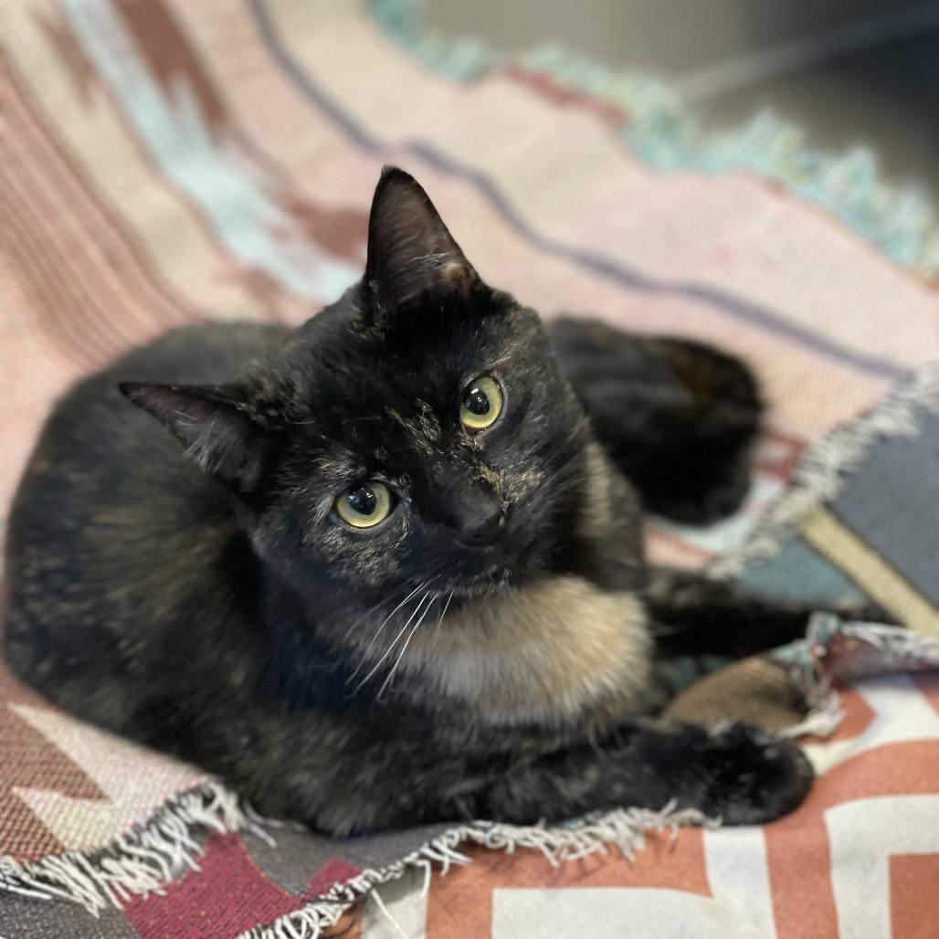 Enlarge Echo, a Adoptable Domestic Short Hair in Hailey, ID image 3/6