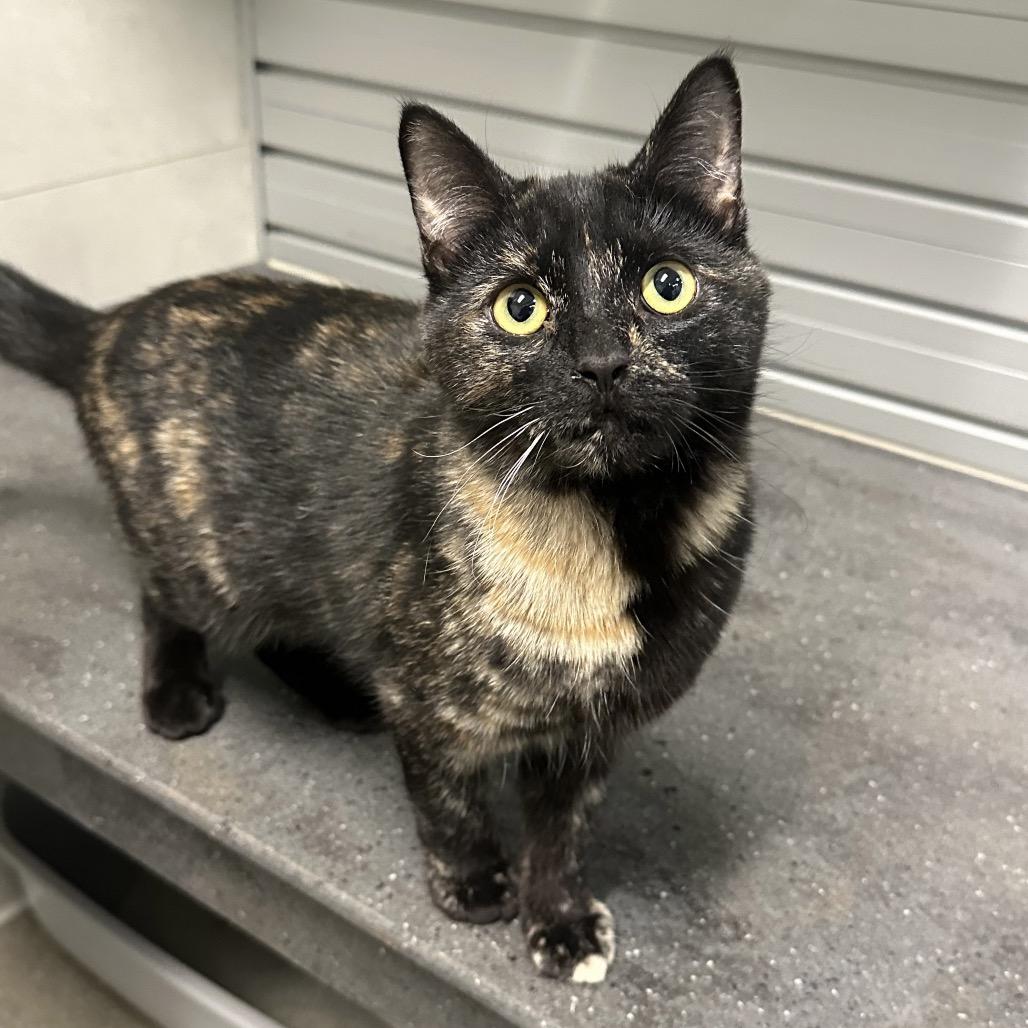 Enlarge Echo, a Adoptable Domestic Short Hair in Hailey, ID image 4/6