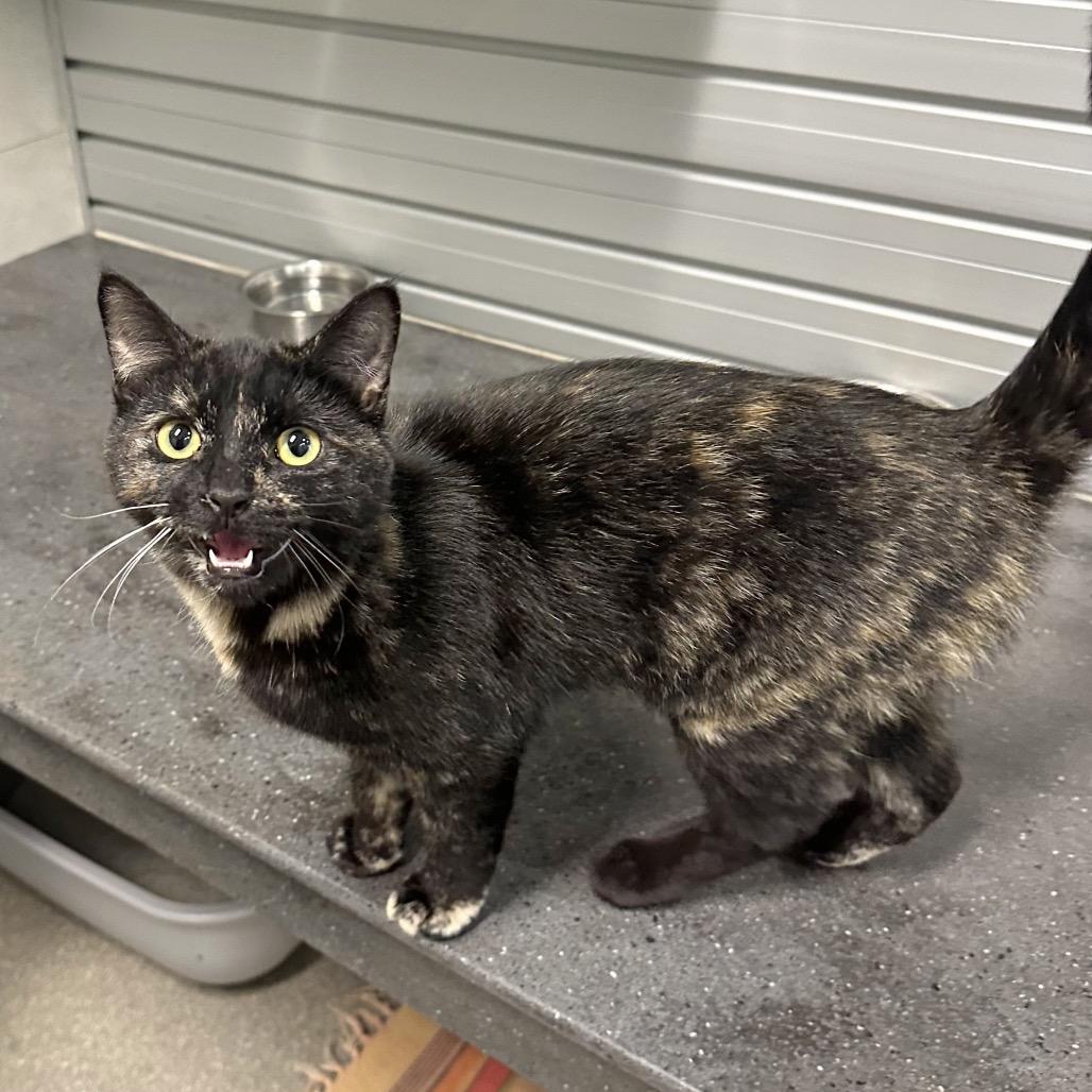 Enlarge Echo, a Adoptable Domestic Short Hair in Hailey, ID image 5/6