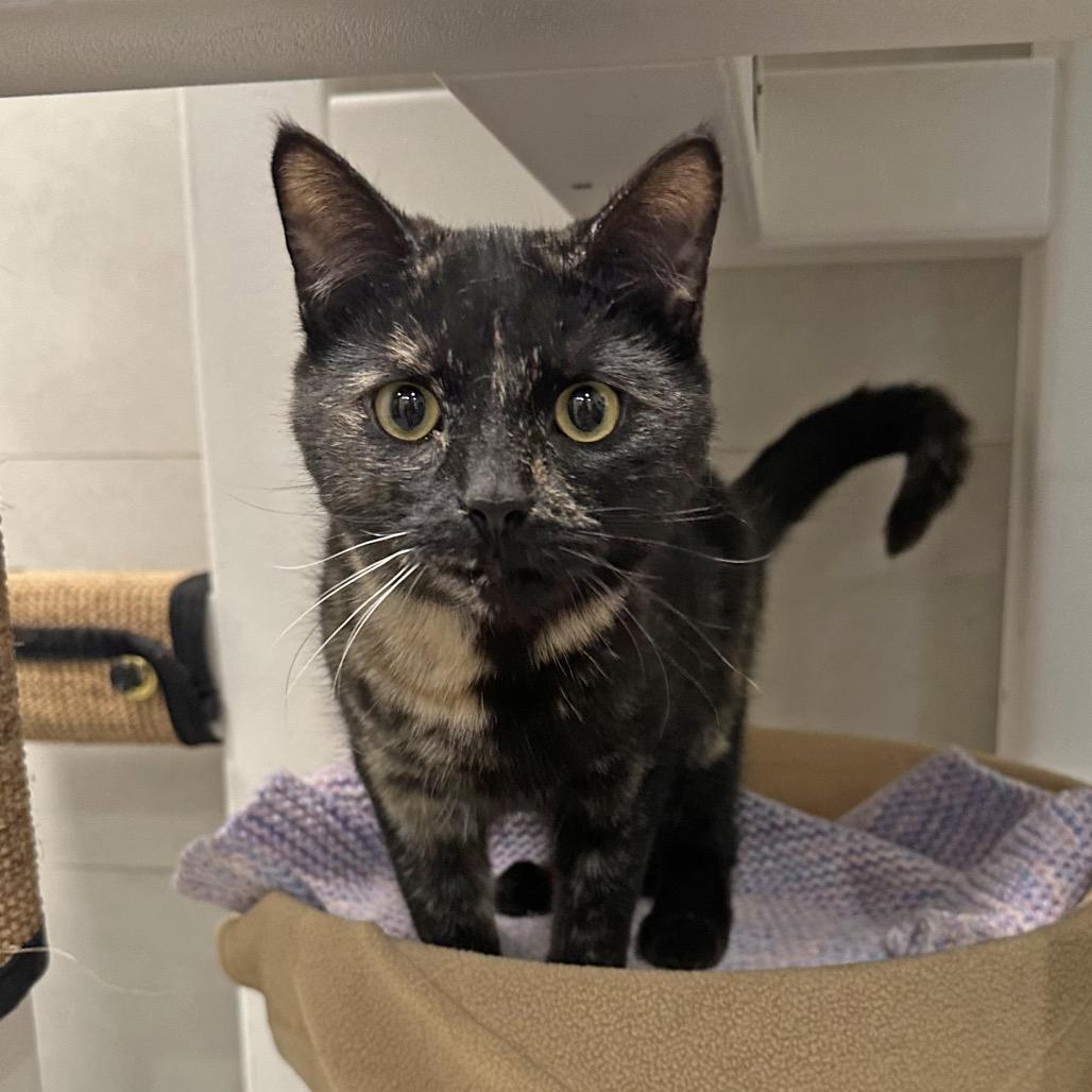 Enlarge Echo, a Adoptable Domestic Short Hair in Hailey, ID image 6/6