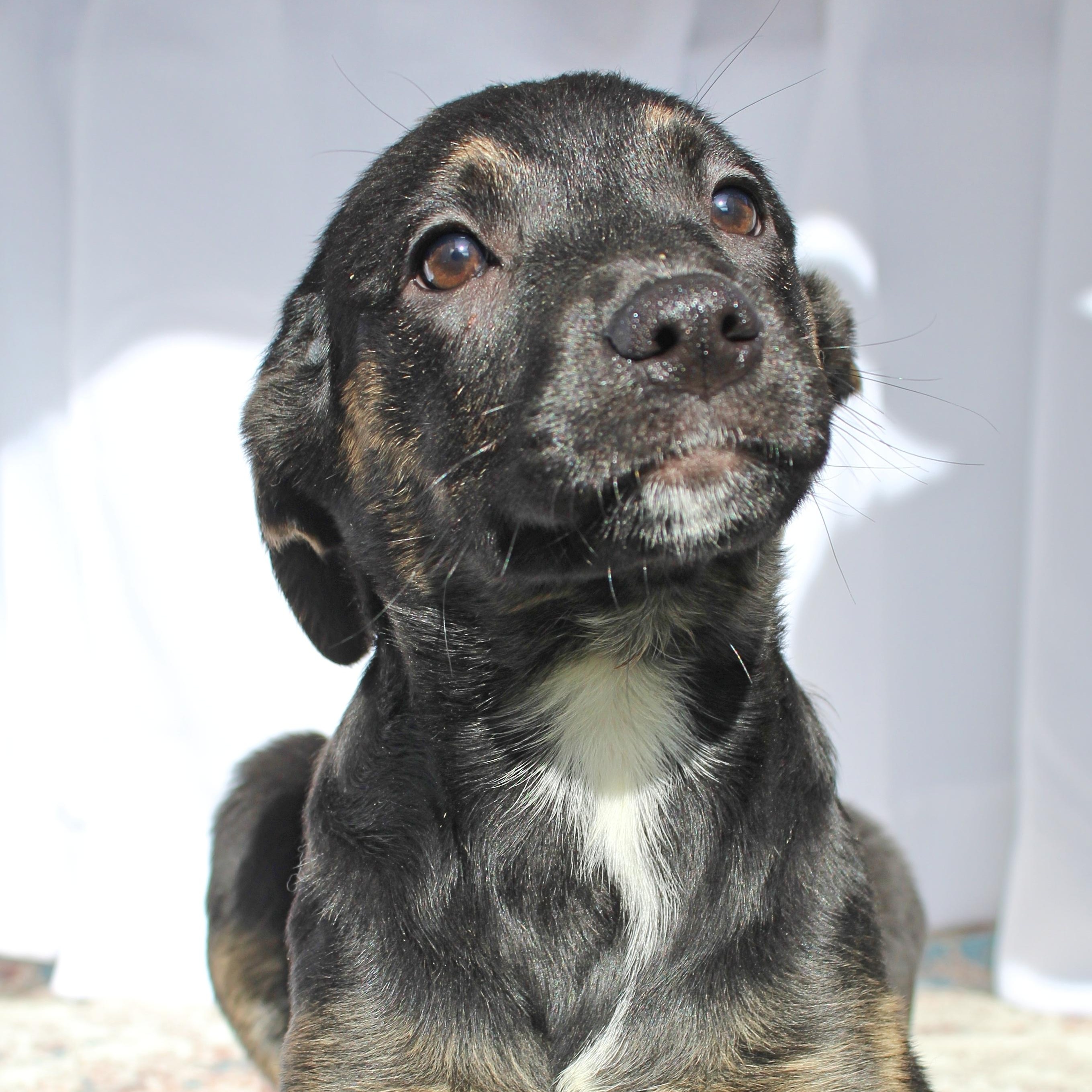 Blossom, ADOPTABLE, Puppy Female Shepherd & Pit Bull Terrier.