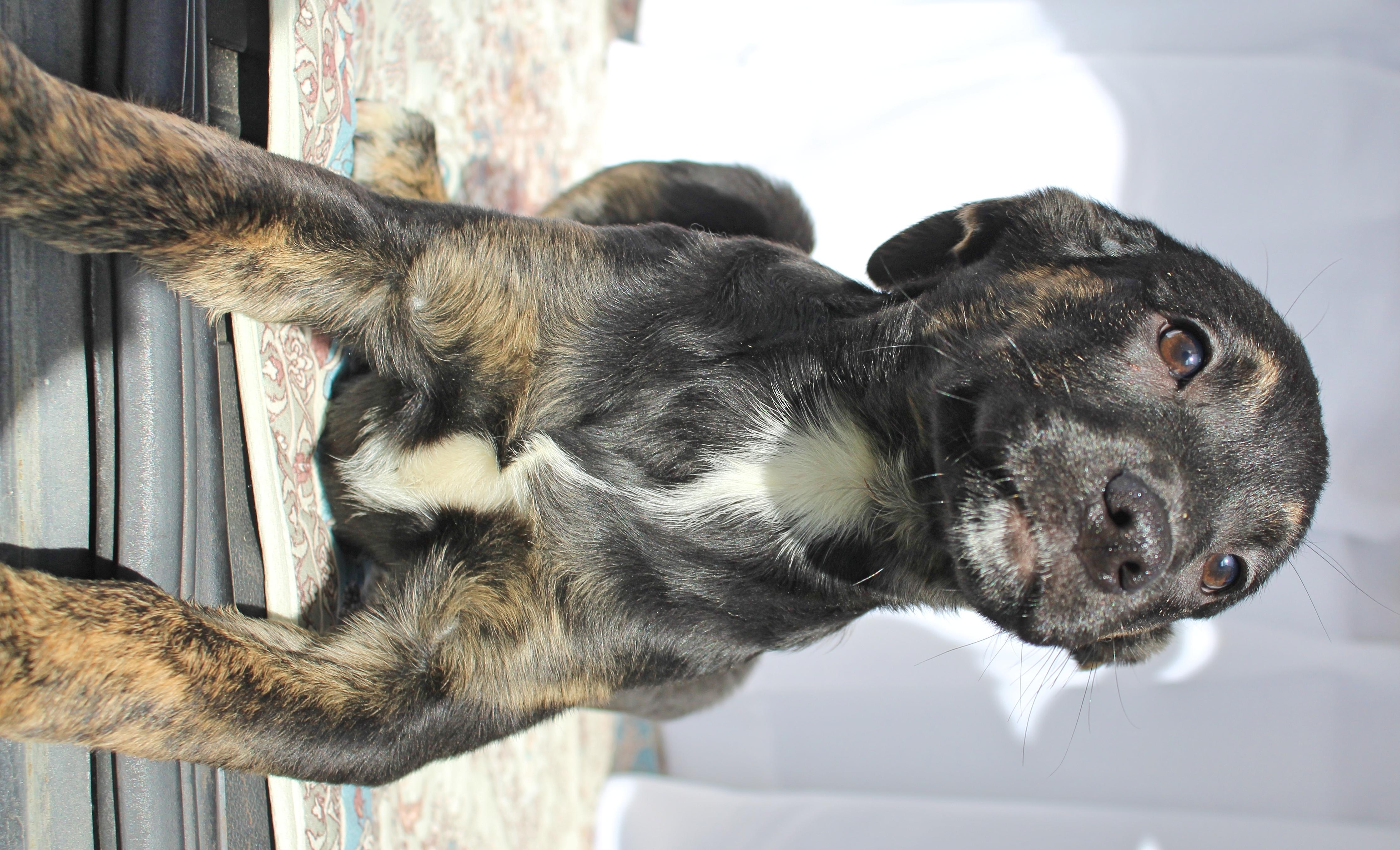 Enlarge Blossom, a ADOPTABLE mixed breed in Springfield, OH image 5/5