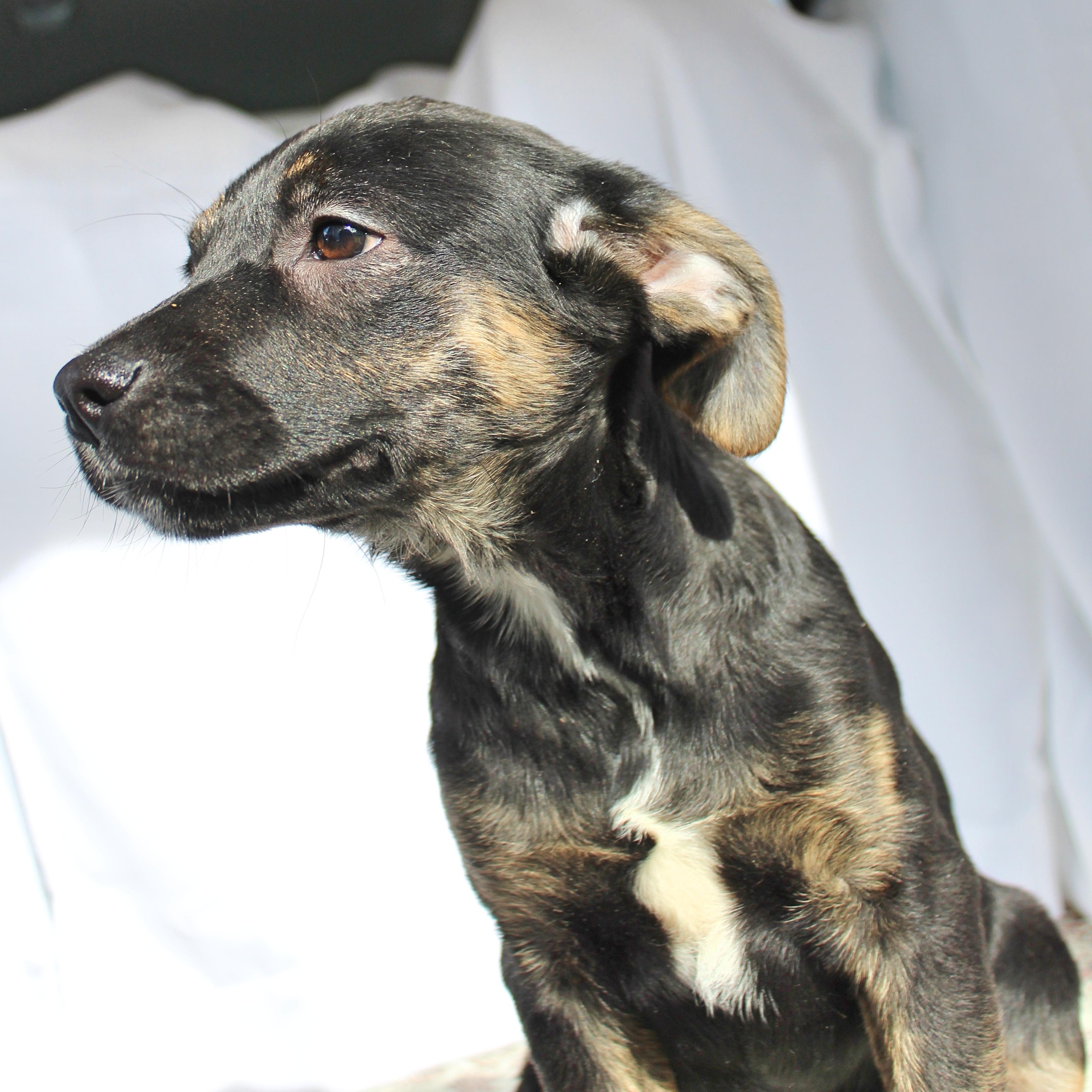 Blossom, ADOPTABLE, Puppy Female Shepherd & Pit Bull Terrier.