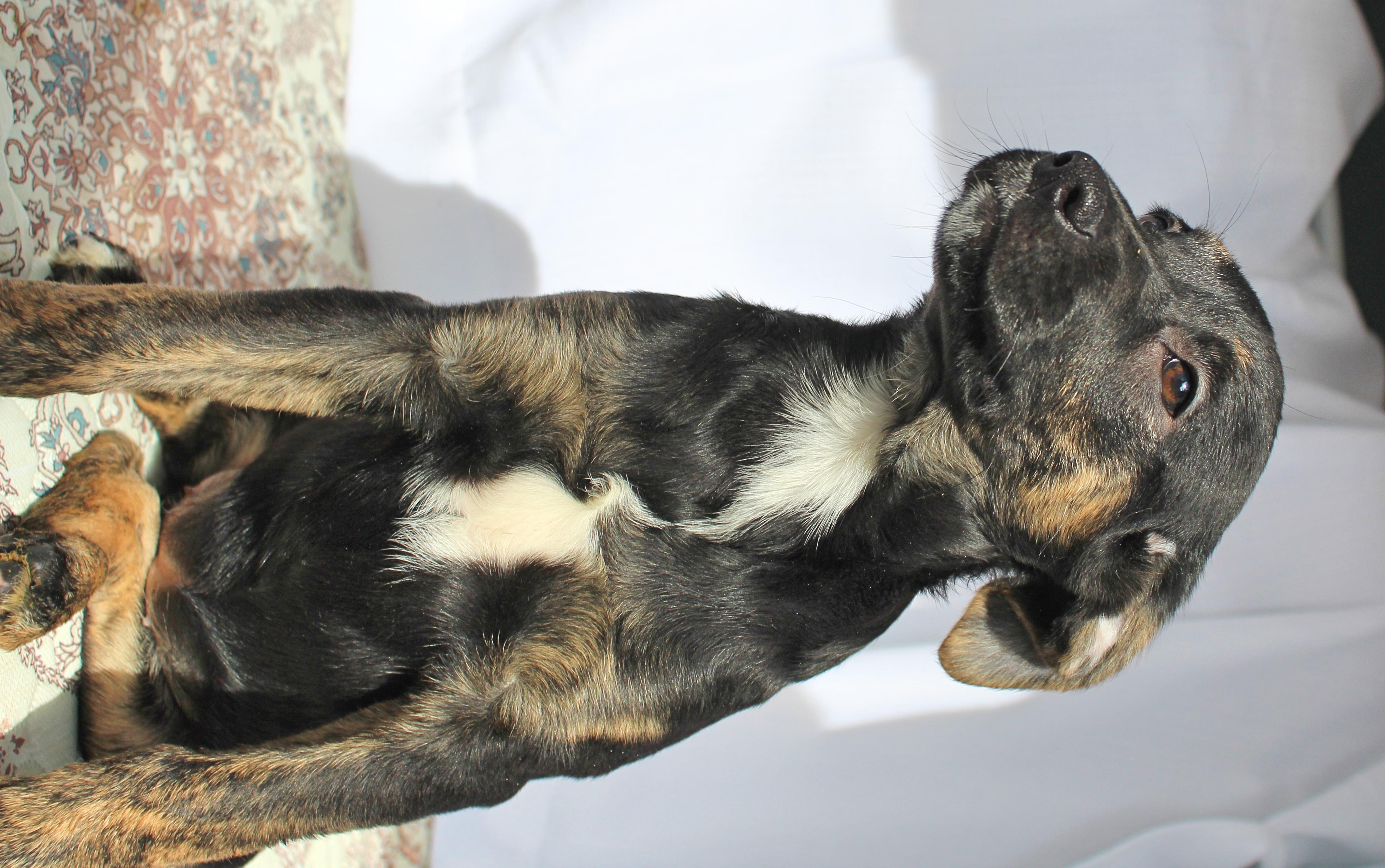 Enlarge Blossom, a ADOPTABLE mixed breed in Springfield, OH image 4/5