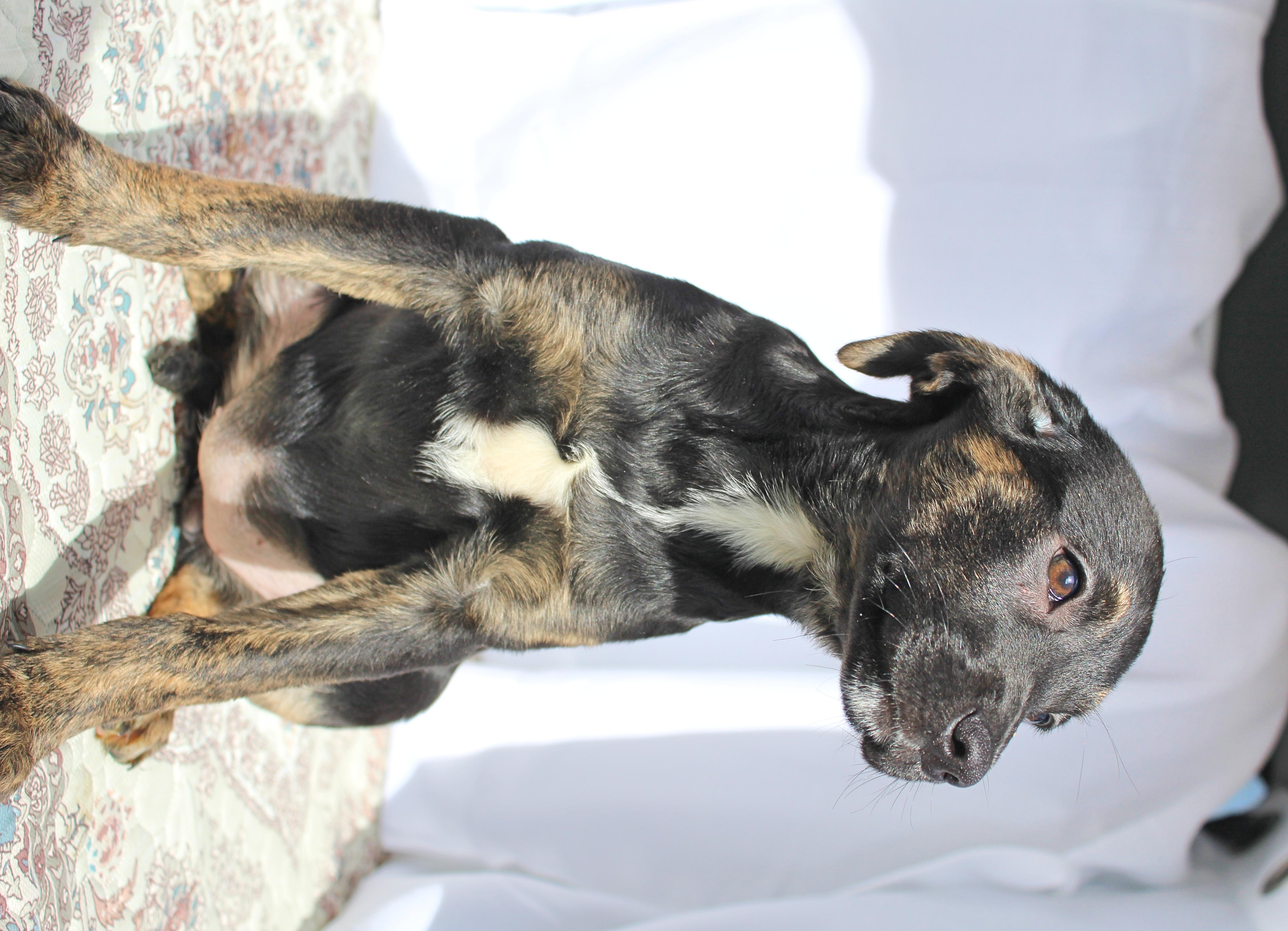 Enlarge Blossom, a ADOPTABLE mixed breed in Springfield, OH image 3/5