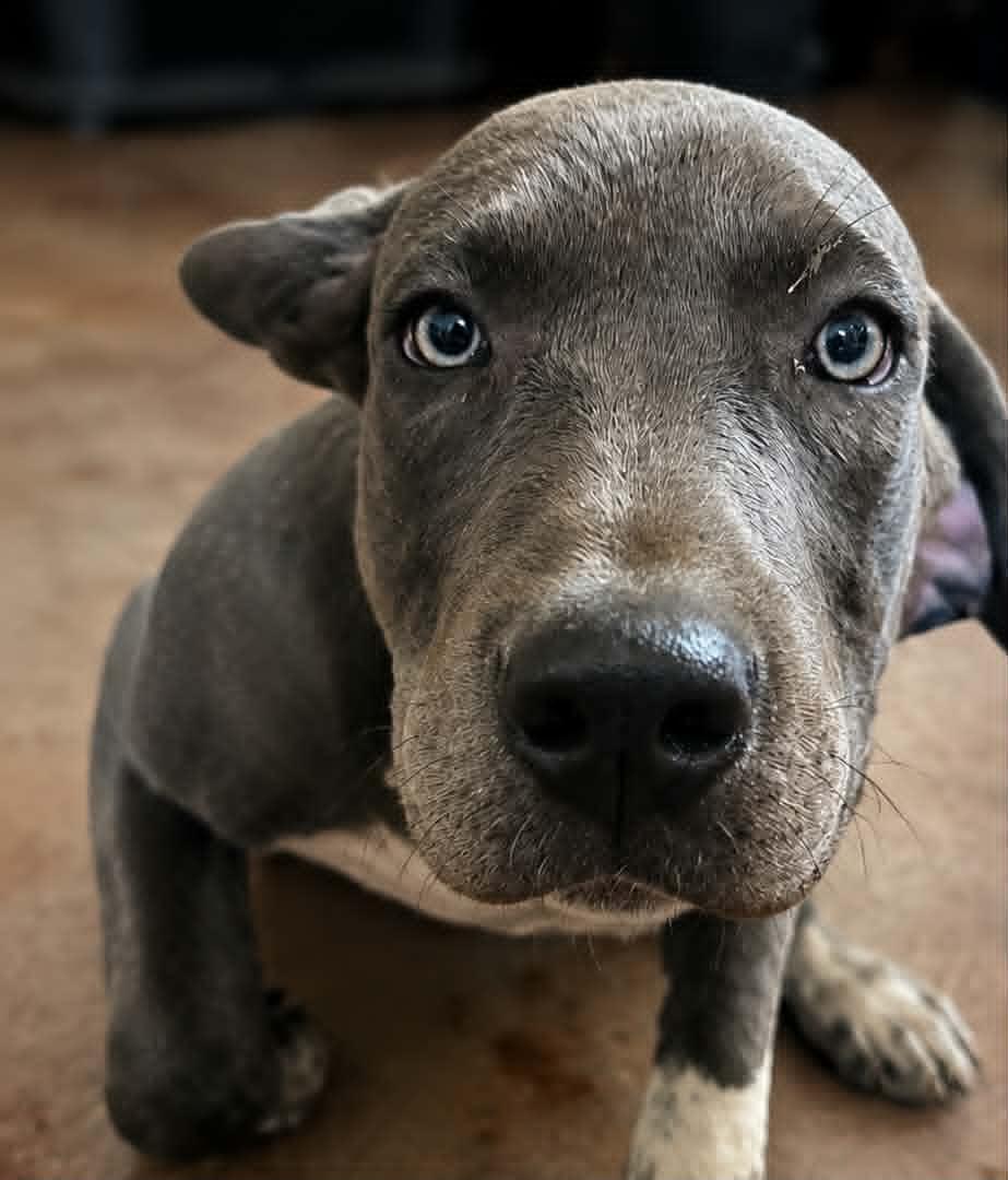 Boone Booze, Adoptable, Puppy Male Mastiff & American Staffordshire Terrier.