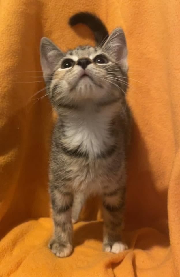 Tabby Kittens - Males