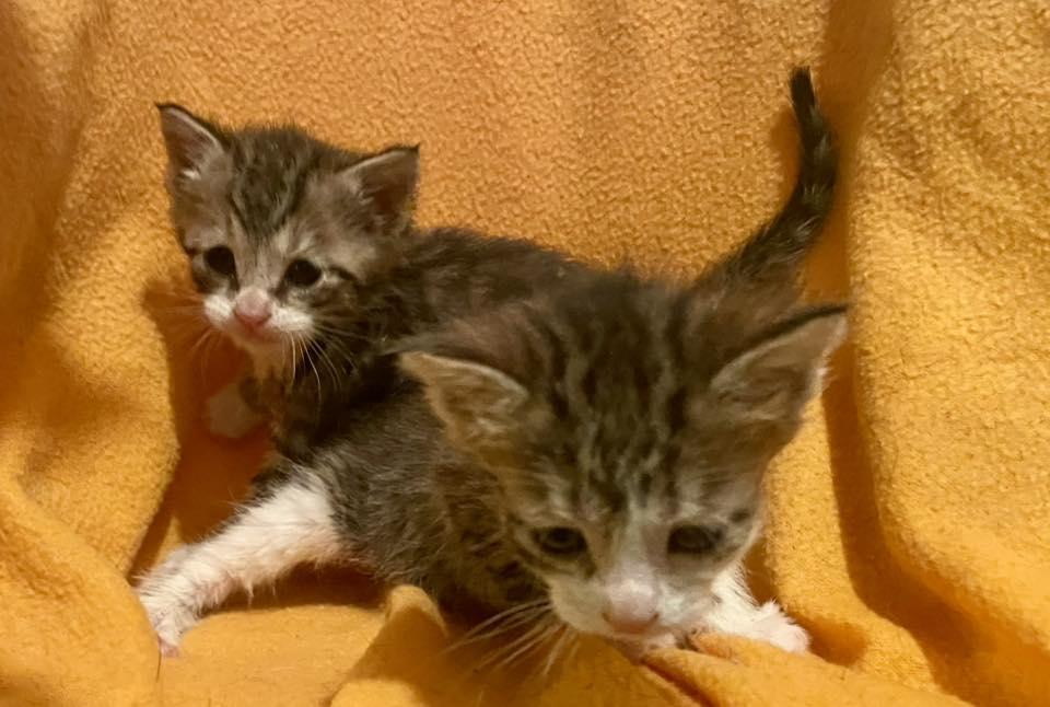 Tabby Kittens - Males