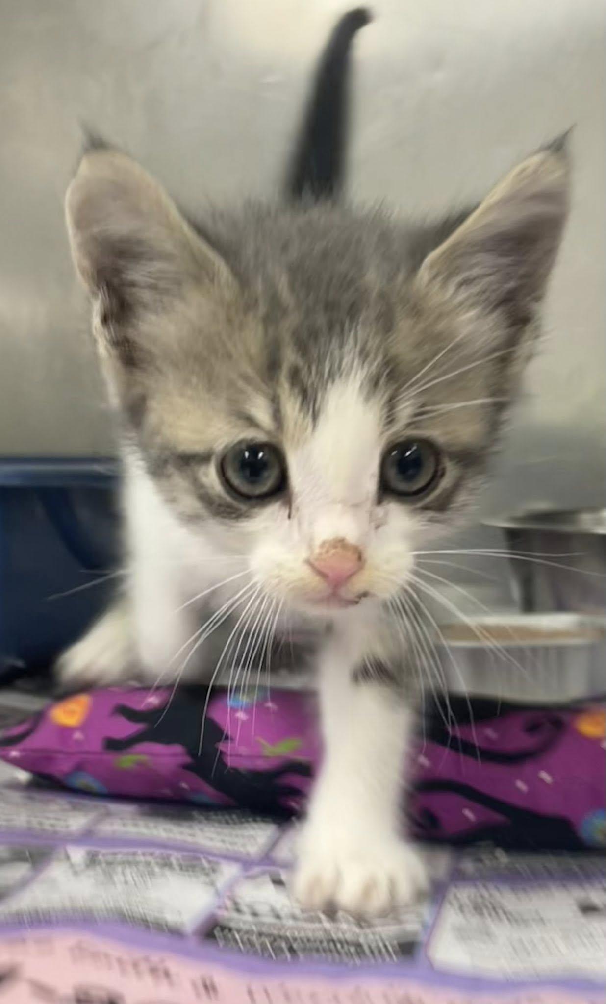 Tabby Kittens - Males