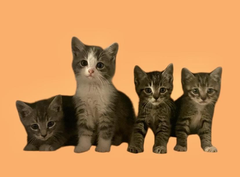 Tabby Kittens - Males