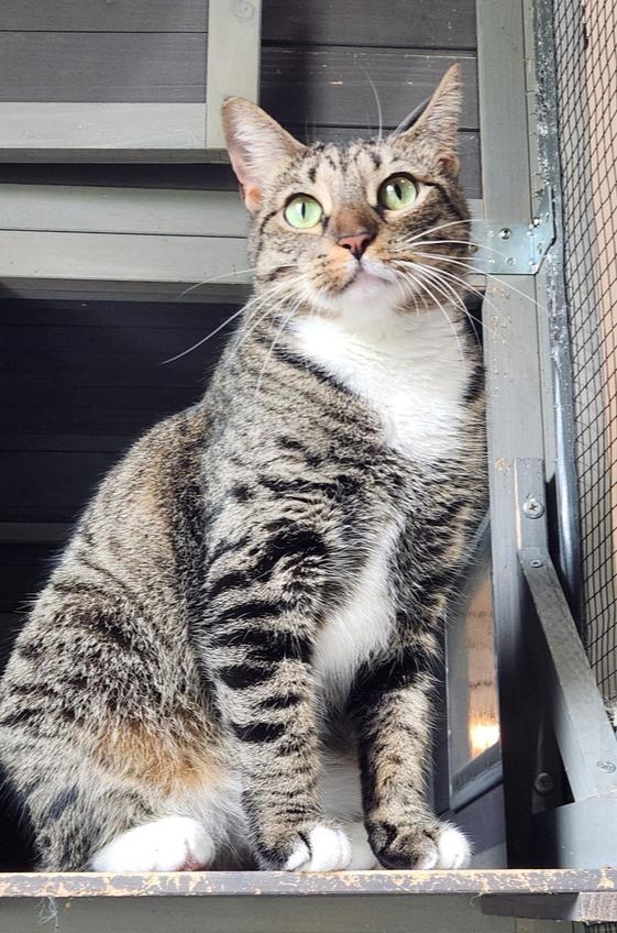 Enlarge Princess, a Adoptable mixed breed in Seminole, FL image 1/6