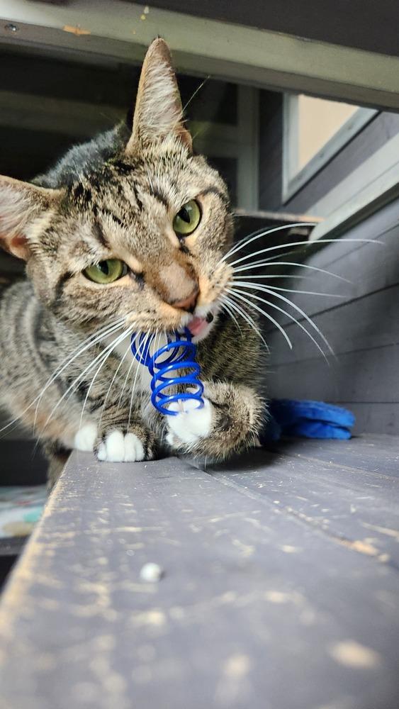 Enlarge Princess, a Adoptable mixed breed in Seminole, FL image 2/6