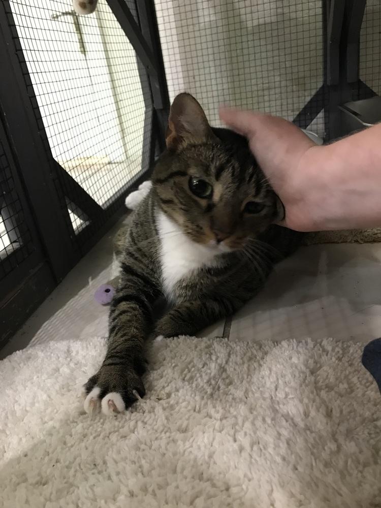 Enlarge Princess, a Adoptable mixed breed in Seminole, FL image 3/6