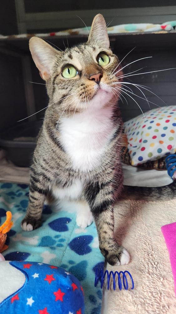 Enlarge Princess, a Adoptable mixed breed in Seminole, FL image 4/6