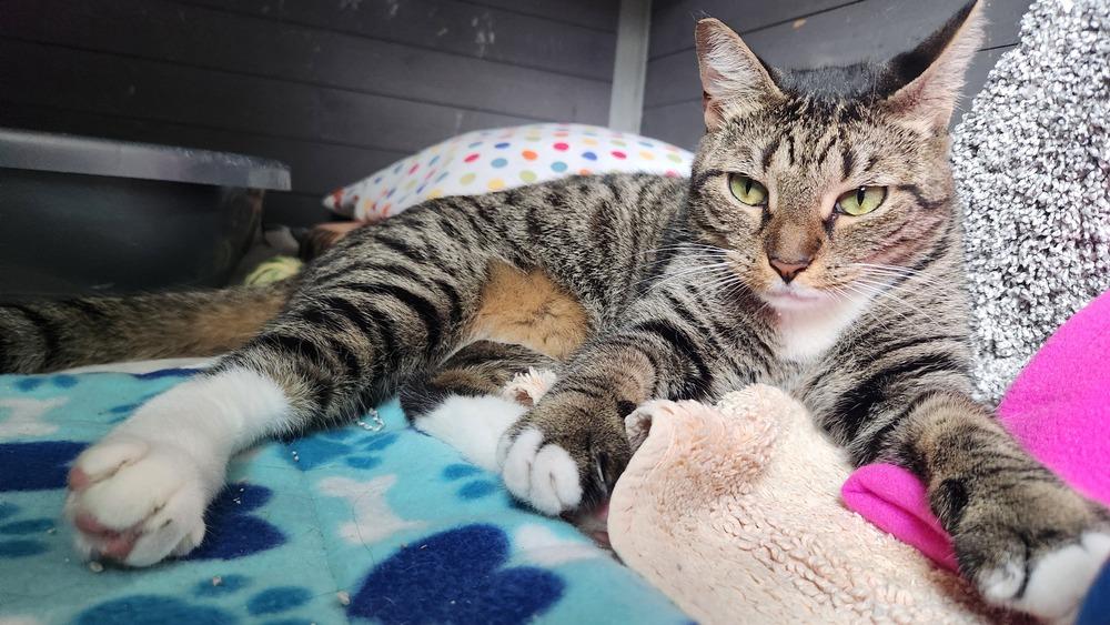 Enlarge Princess, a Adoptable mixed breed in Seminole, FL image 5/6