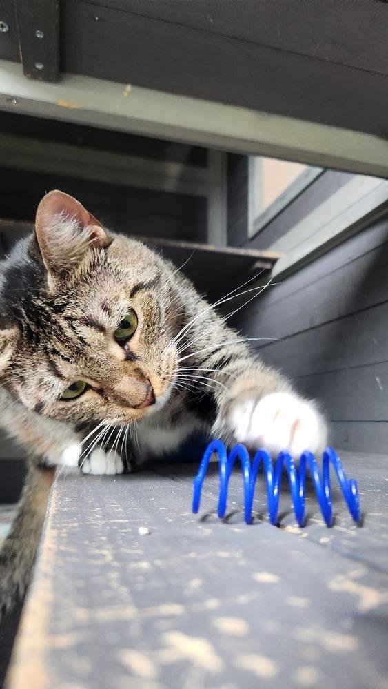 Enlarge Princess, a Adoptable mixed breed in Seminole, FL image 6/6