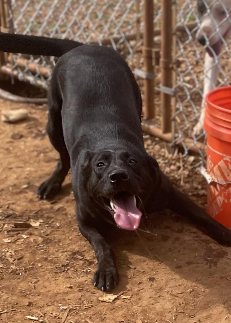 Alina, Adoptable, Adult Female Shepherd.