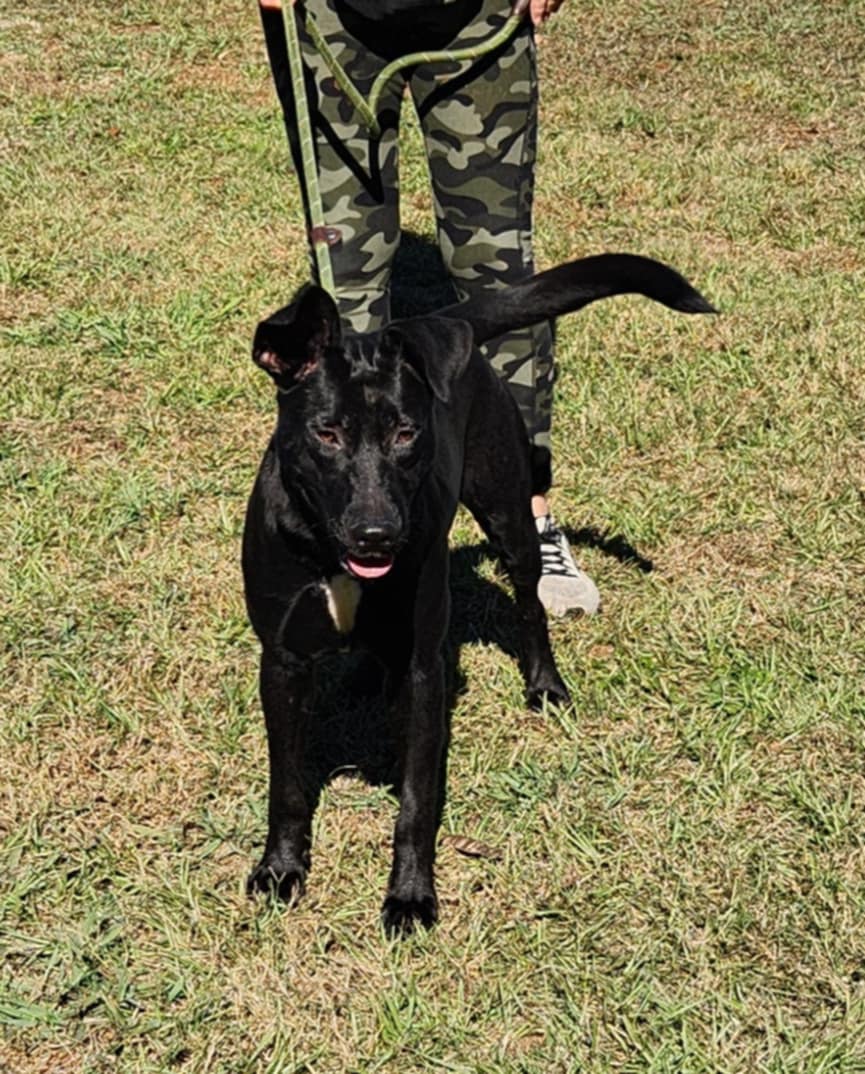 Alina, a Adoptable mixed breed image 2/3