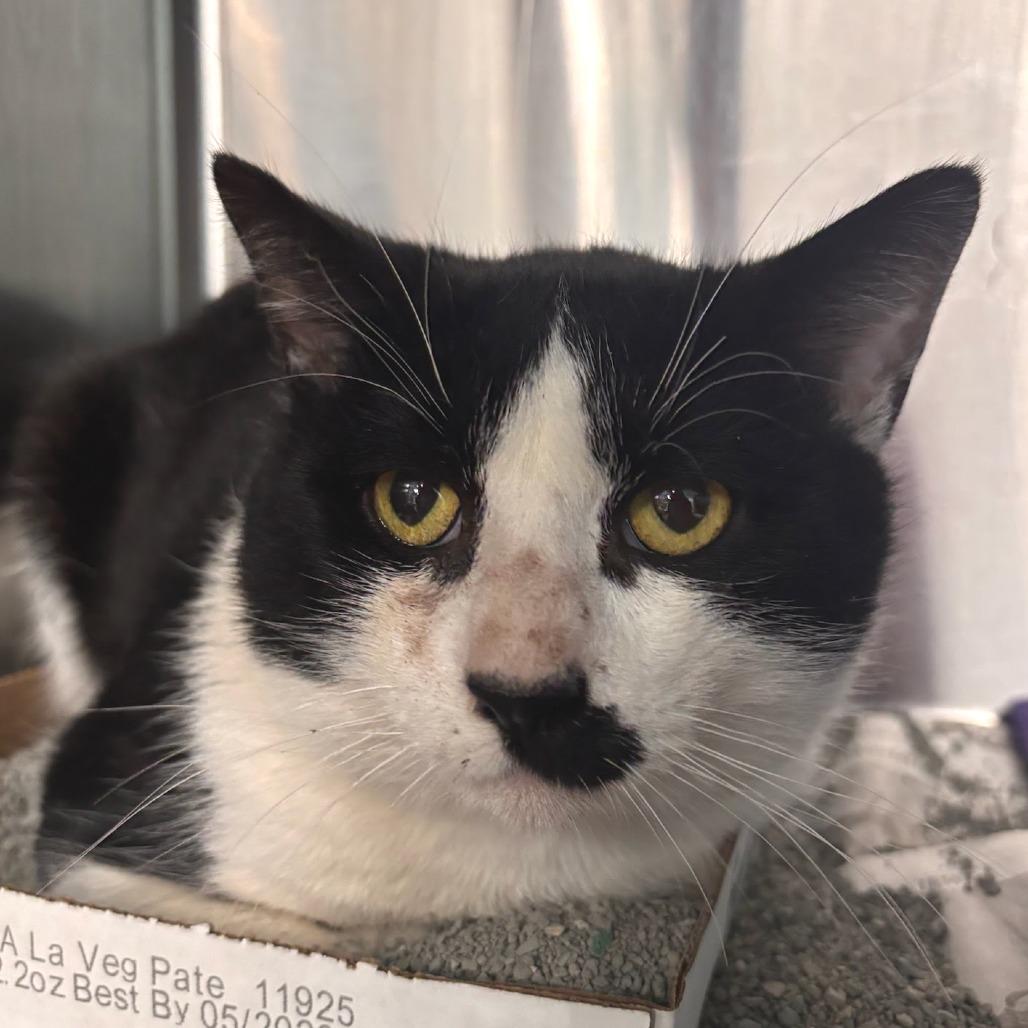 Enlarge Sammich, a Adoptable Domestic Short Hair in Belleville, IL image 1/1