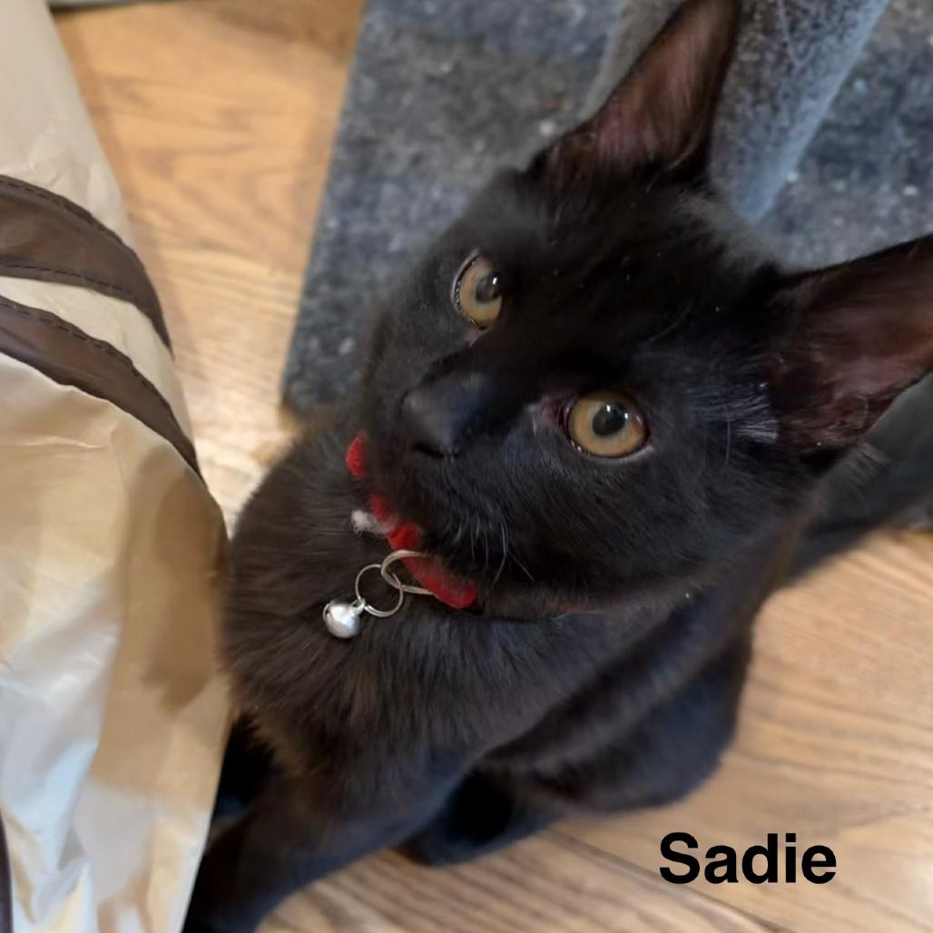 Sadie, Adoptable, Kitten Female Domestic Short Hair.