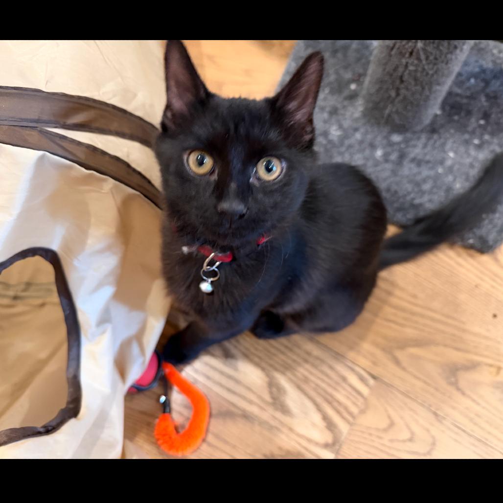 Enlarge Sadie, a Adoptable Domestic Short Hair in Fayetteville, GA image 2/6
