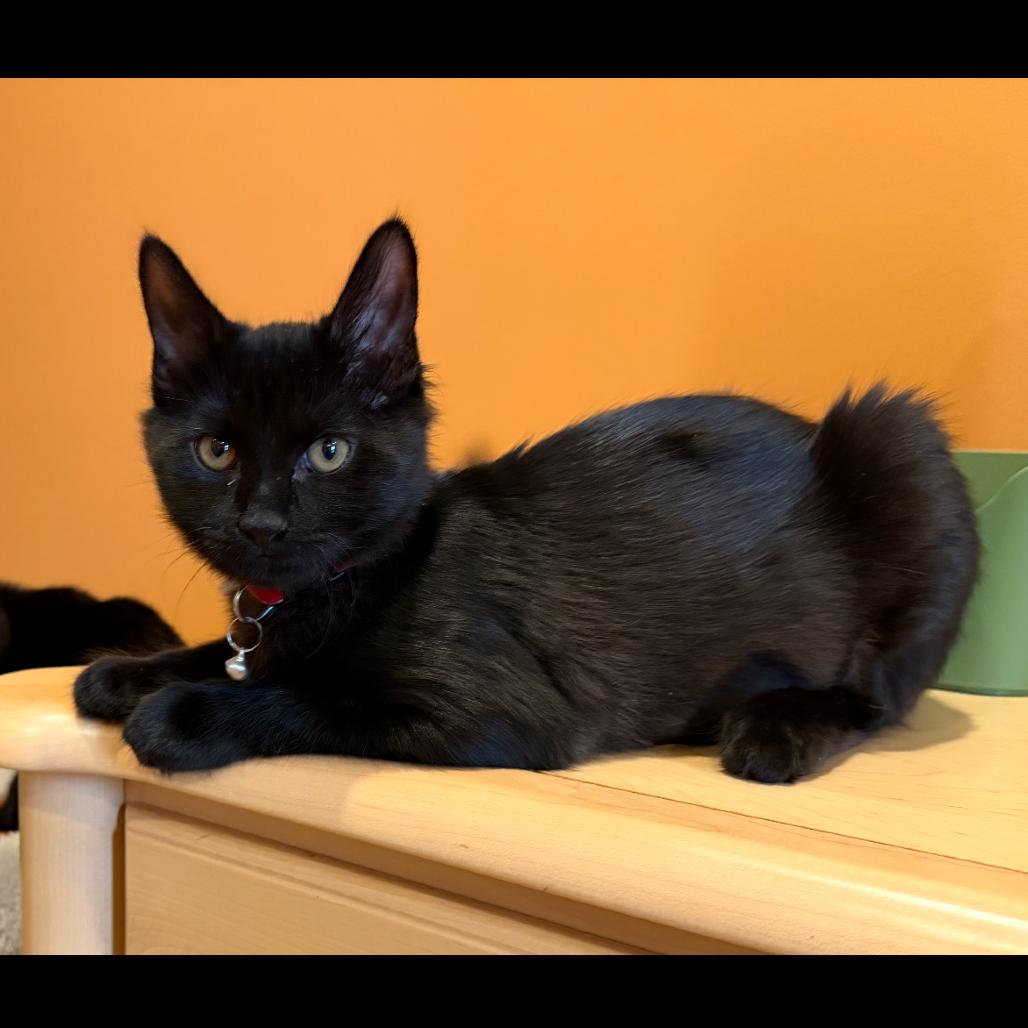 Enlarge Sadie, a Adoptable Domestic Short Hair in Fayetteville, GA image 3/6