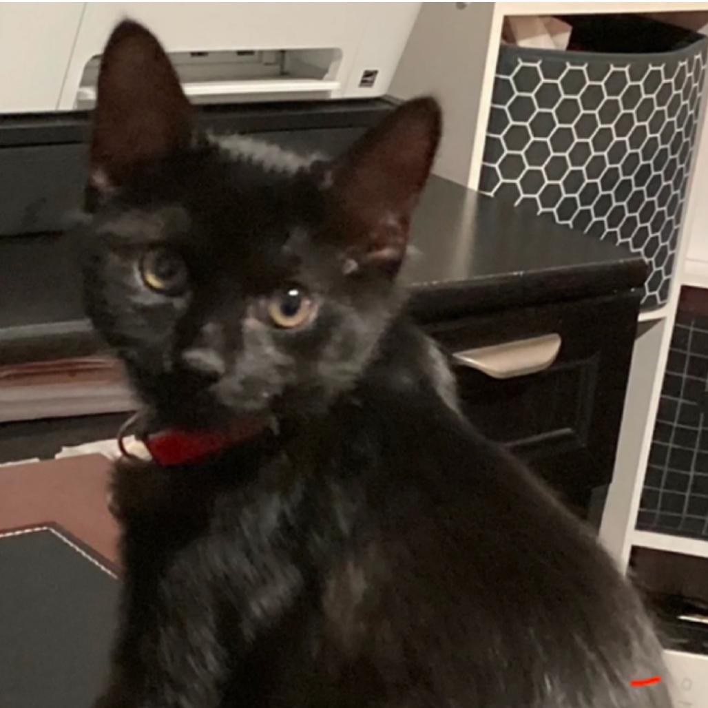 Enlarge Sadie, a Adoptable Domestic Short Hair in Fayetteville, GA image 4/6