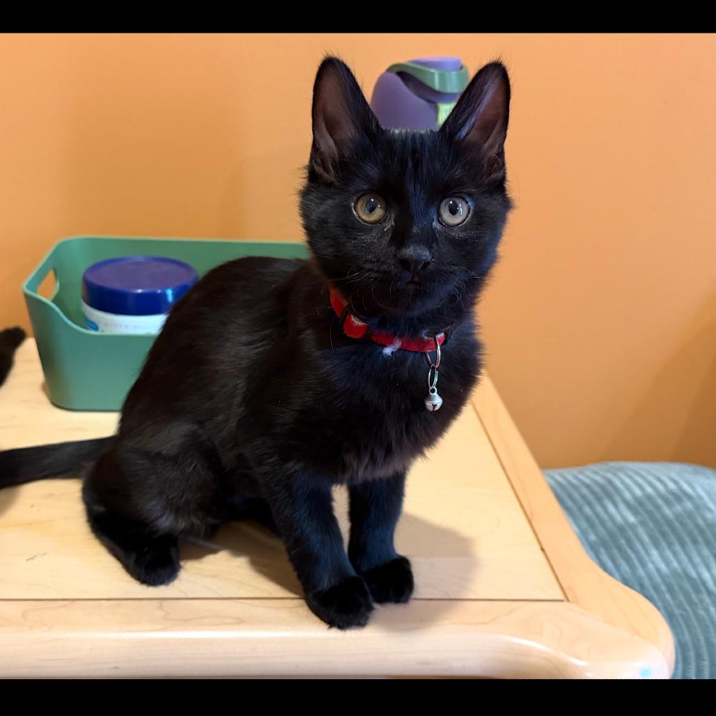 Enlarge Sadie, a Adoptable Domestic Short Hair in Fayetteville, GA image 5/6