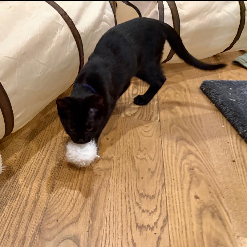 Enlarge Sadie, a Adoptable Domestic Short Hair in Fayetteville, GA image 6/6
