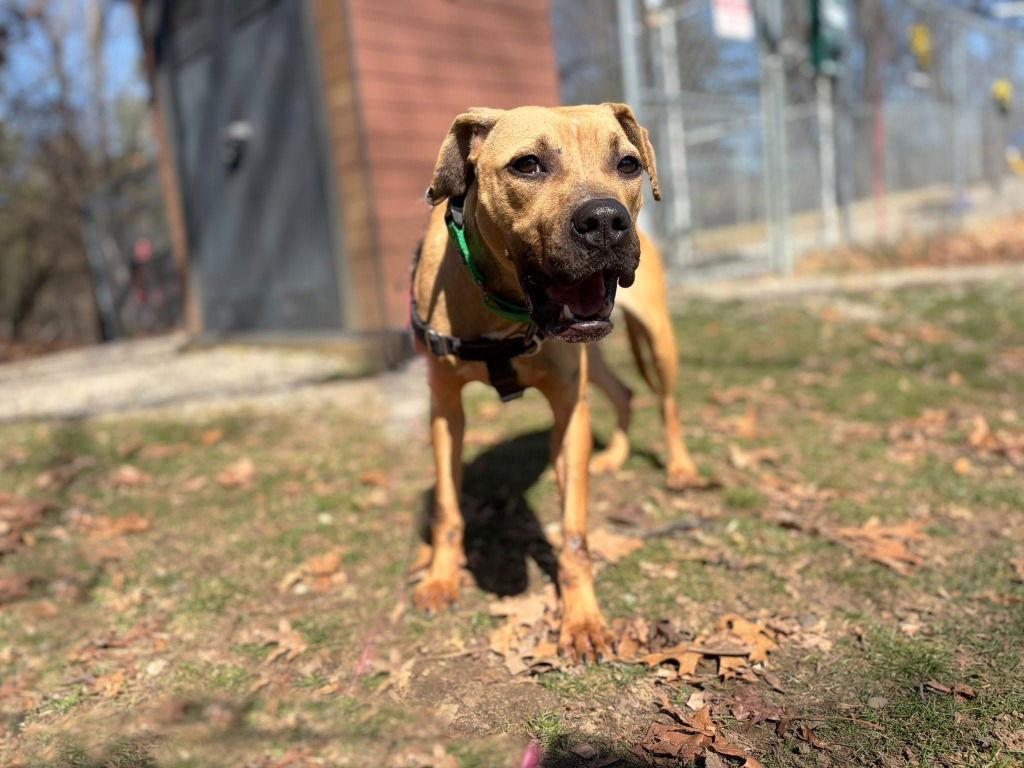 Hazel, Adoptable, Adult Female American Staffordshire Terrier & American Staffordshire Terrier.